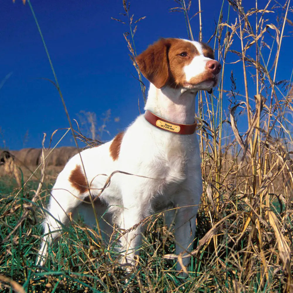 Personalized Dog Collar – XS Size for Small Dogs